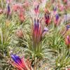 sale: 30% off tillandsia ionantha collection air plants [5, 10, 15 or 20]