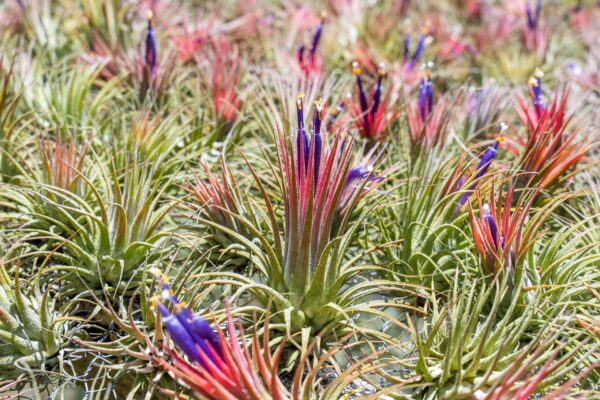 sale: 30% off tillandsia ionantha collection air plants [5, 10, 15 or 20]