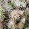 sale: 55% off tillandsia ionantha rubra air plants [20, 30 or 50 pack]