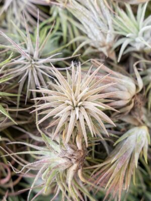 sale: 55% off tillandsia ionantha rubra air plants [20, 30 or 50 pack]