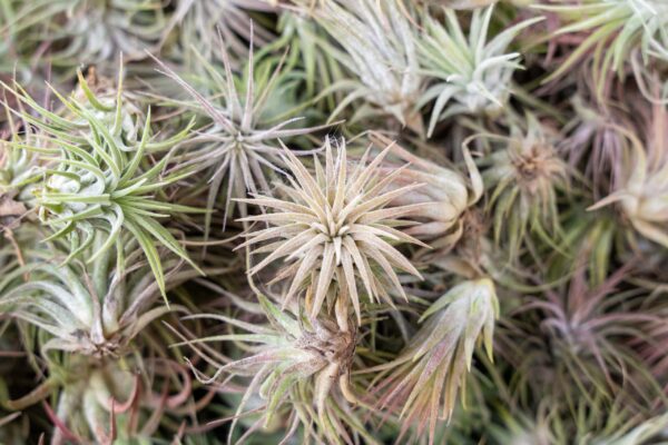 sale: 55% off tillandsia ionantha rubra air plants [20, 30 or 50 pack]