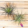 tillandsia stricta hybrid air plants collector's variety [1,3,5 pack]