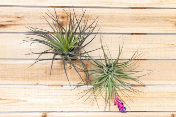 tillandsia stricta hybrid air plants collector's variety [1,3,5 pack]