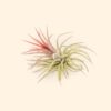 tillandsia ionantha fuego air plants [single plant]