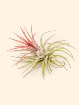 tillandsia ionantha fuego air plants [single plant]