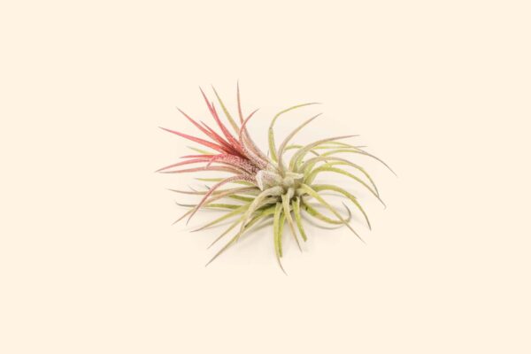tillandsia ionantha fuego air plants [single plant]