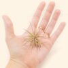 tillandsia ionantha fuego air plants [single plant]