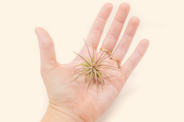 tillandsia ionantha fuego air plants [single plant]