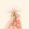 tillandsia ionantha fuego air plants [single plant]
