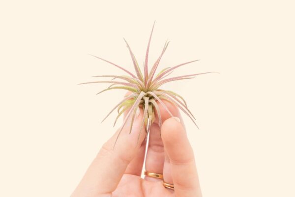 tillandsia ionantha fuego air plants [single plant]