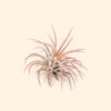 tillandsia ionantha fuego air plants [single plant]