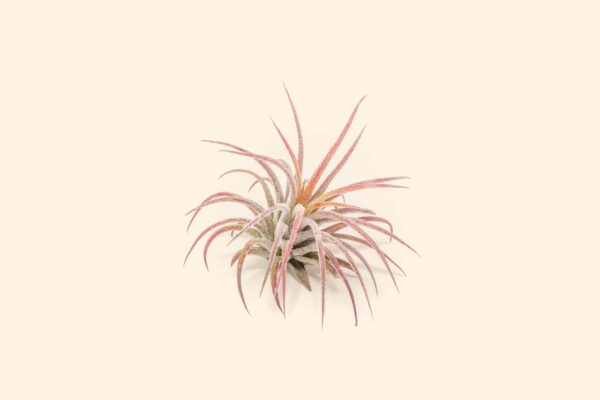 tillandsia ionantha fuego air plants [single plant]