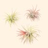 tillandsia ionantha fuego air plants [single plant]