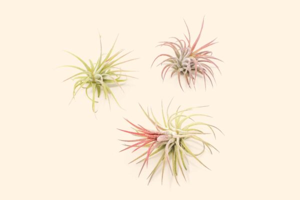 tillandsia ionantha fuego air plants [single plant]
