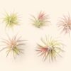 tillandsia ionantha fuego air plants [single plant]