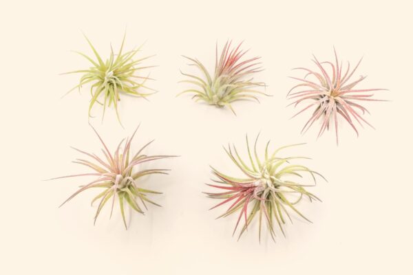 tillandsia ionantha fuego air plants [single plant]