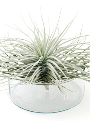 giant tillandsia tectorum ecuador air plant currently larger than normal