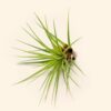 sale: 30% off tillandsia melanocrater tricolor air plants [5, 10, or 15 pack]