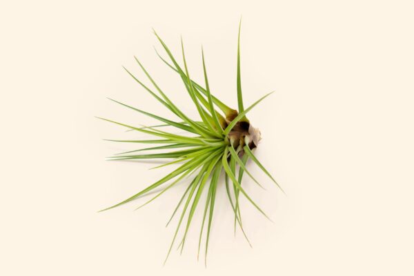 sale: 30% off tillandsia melanocrater tricolor air plants [5, 10, or 15 pack]