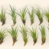 sale: 30% off tillandsia melanocrater tricolor air plants [5, 10, or 15 pack]