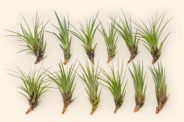 sale: 30% off tillandsia melanocrater tricolor air plants [5, 10, or 15 pack]