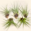 sale: 30% off tillandsia melanocrater tricolor air plants [5, 10, or 15 pack]