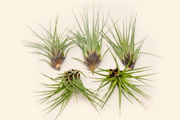 sale: 30% off tillandsia melanocrater tricolor air plants [5, 10, or 15 pack]