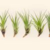 sale: 30% off tillandsia melanocrater tricolor air plants [5, 10, or 15 pack]