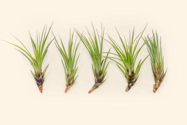 sale: 30% off tillandsia melanocrater tricolor air plants [5, 10, or 15 pack]