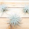 3 small tillandsia tectorum ecuador air plants for $14