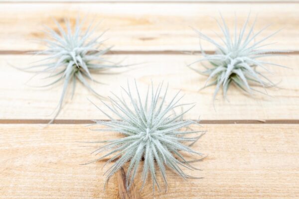 3 small tillandsia tectorum ecuador air plants for $14