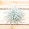3 small tillandsia tectorum ecuador air plants for $14