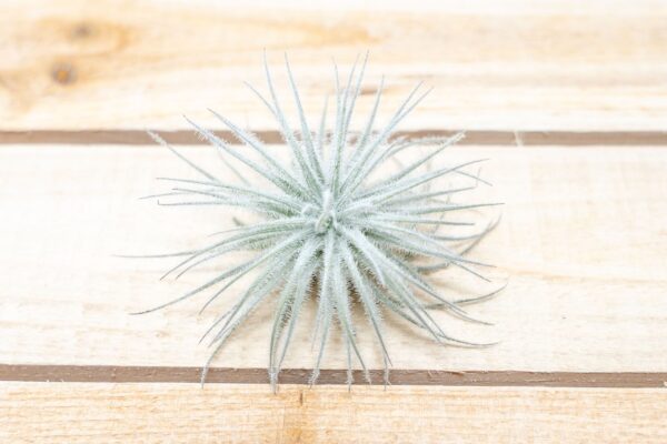 3 small tillandsia tectorum ecuador air plants for $14