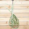 unique tillandsia duratii air plants thick, curly leaves limited quantities [multiple sizes]