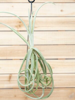 unique tillandsia duratii air plants thick, curly leaves limited quantities [multiple sizes]