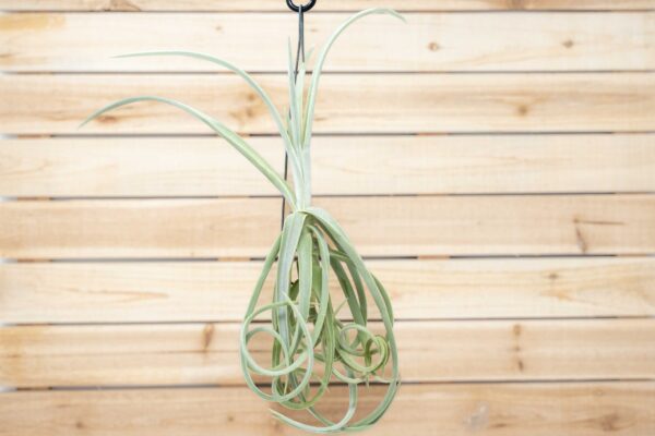 unique tillandsia duratii air plants thick, curly leaves limited quantities [multiple sizes]
