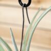 unique tillandsia duratii air plants thick, curly leaves limited quantities [multiple sizes]