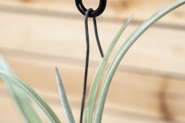 unique tillandsia duratii air plants thick, curly leaves limited quantities [multiple sizes]