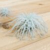 sale: 25% off jumbo xxl tillandsia tectorum ecuador air plant collector's variety [3, 6 or 9]
