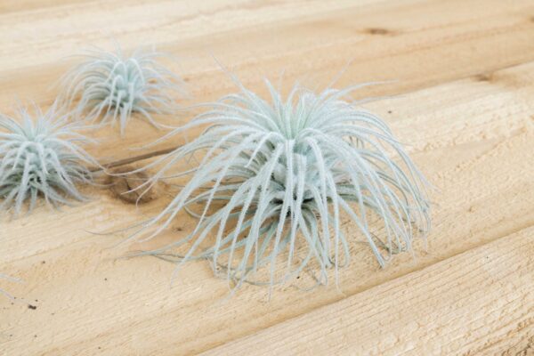 $15 special: jumbo | xxl tillandsia tectorum ecuador air plant
