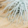 sale: 25% off jumbo xxl tillandsia tectorum ecuador air plant collector's variety [3, 6 or 9]