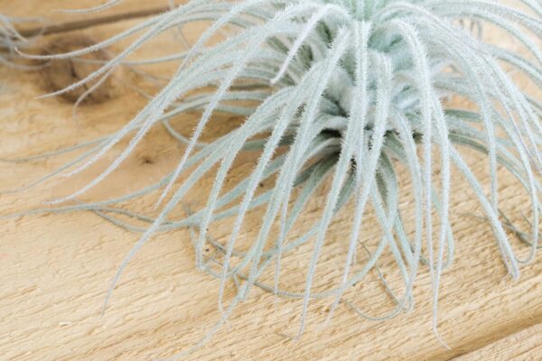 sale: 25% off jumbo xxl tillandsia tectorum ecuador air plant collector's variety [3, 6 or 9]