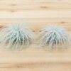 sale: 25% off tillandsia tectorum ecuador air plants [3 or 6 pack]