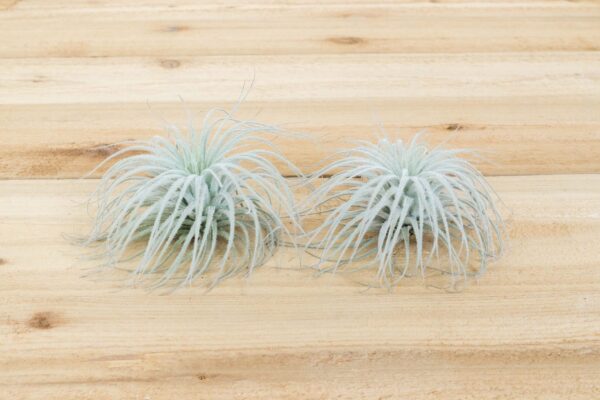sale: 25% off tillandsia tectorum ecuador air plants [3 or 6 pack]