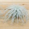 sale: 25% off jumbo xxl tillandsia tectorum ecuador air plant collector's variety [3, 6 or 9]