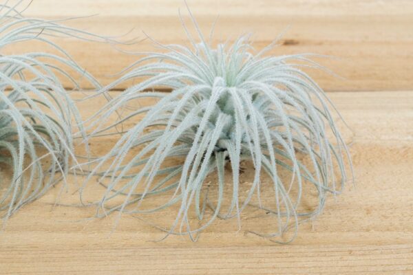 sale: 25% off jumbo xxl tillandsia tectorum ecuador air plant collector's variety [3, 6 or 9]