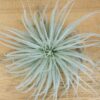 $15 special: jumbo | xxl tillandsia tectorum ecuador air plant