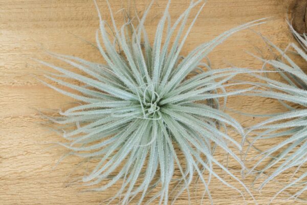 $15 special: jumbo | xxl tillandsia tectorum ecuador air plant