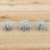 sale: 25% off tillandsia tectorum ecuador air plants [3 or 6 pack]