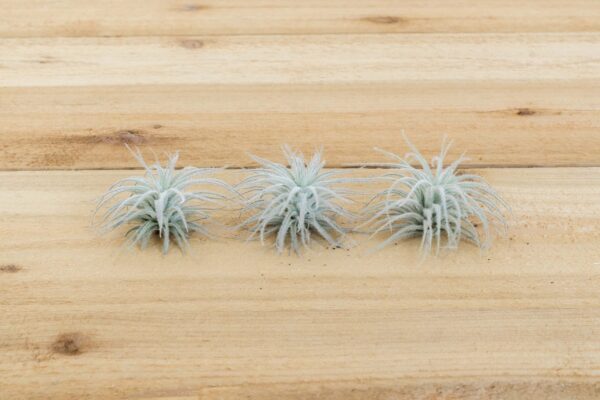 sale: 25% off tillandsia tectorum ecuador air plants [3 or 6 pack]